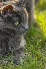 portrait of a grey cat on green grass