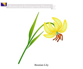 Bosnian Lily, The National Flower of Bosnia and Herzegovina