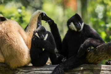 flock of siamang gibbon on tree branch