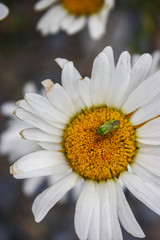 green insect on a daisy flower