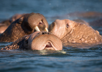 Walrus at Dezneva Bay, Russian far East