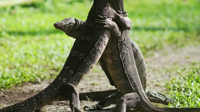 Varanus salvator  three fighting