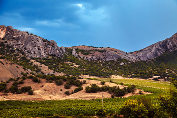 Fototapeta premium Vineyards at the foot of the Crimean mountains.