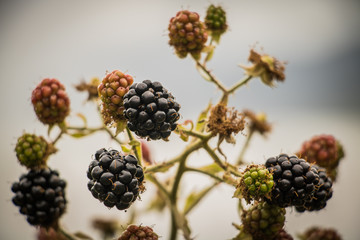 Close up of wild blackberries