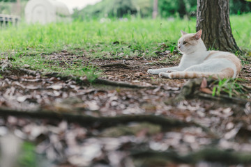 Fototapeta premium Stray cat