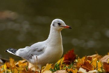 Fototapeta premium Black-headed Gull (Chroicocephalus Ridibundus)
