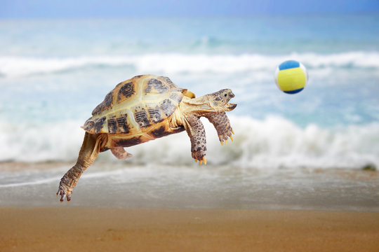 Fototapeta Turtle jumps and catches the ball