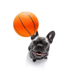 Stickers pour porte Chien fou basketball player dog