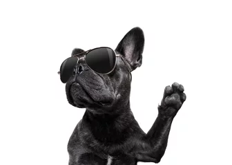 Printed roller blinds Crazy dog posing dog with sunglasses high five