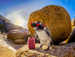 Foto auf Acrylglas Afrikanischer Pinguin mit Sonnenbrille am Strand © Javier brosch