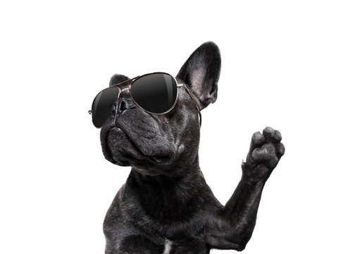 posing dog with sunglasses high five