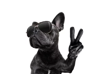 Fotobehang Grappige hond poserende hond met zonnebril en vredesvingers