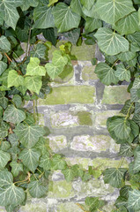 brick wall
