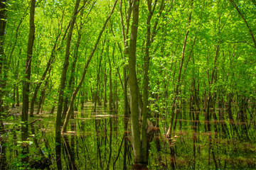 Swamp in the green forest