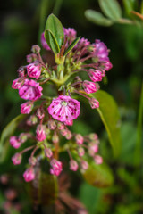 small pink flowers