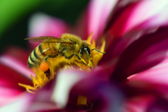 Honey bee (Apis mellifera) on white red dahlia. Bee carrying pollen in a basket. Horizontal close up image.
