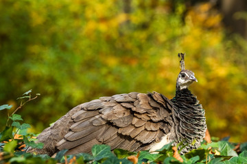 Peafowl (Pavo Cristatus)