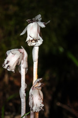 Indian pipe ghost plant growing in forest
