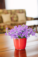 Campanula plant in pot