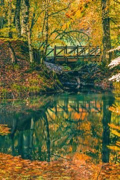 Soft view of autumn landscape, dry trees, golden sky, tree reflected in lake, seasons change, sunny day, autumnal park, fall nature.