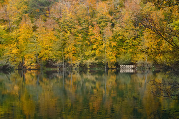Soft view of autumn landscape, dry trees, golden sky, tree reflected in lake, seasons change, sunny day, autumnal park, fall nature.