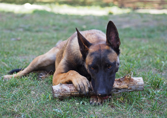 The young dog Belgian Malinois gnaws a wooden log on a lawn