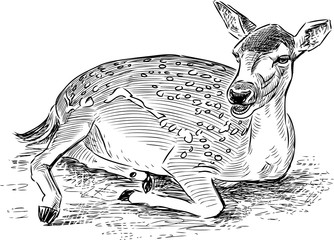 sketch of a lying roe deer