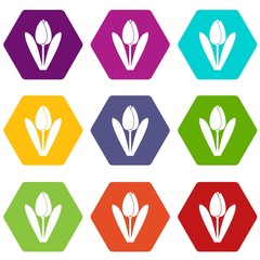 Tulip icon set color hexahedron