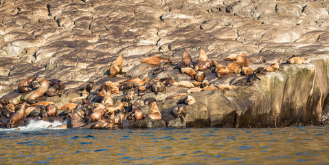 a colony of sea lions, Russia