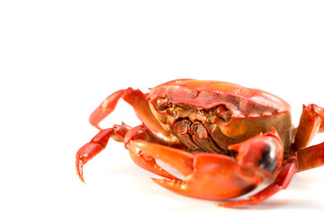 Crab on a white background