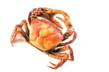 Crab on a white background