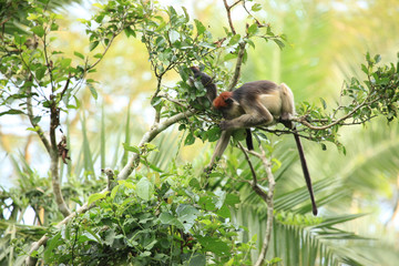 Red Colobus - Bigodi Wetlands - Uganda, Africa
