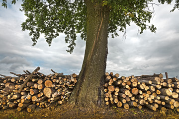Brennholz