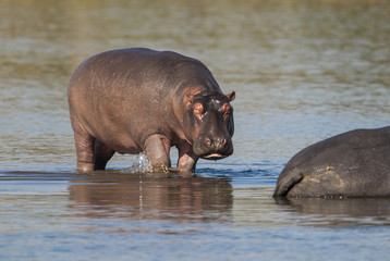 HIPPOPOTAMUS AMPHIBIUS, South Africa