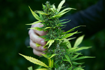 Cannabis plant holding by hand