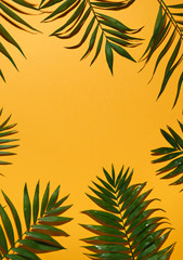 Fototapeta na wymiar green leaves of palm tree