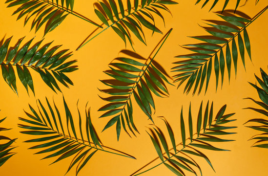 Fototapeta green leaves of palm tree
