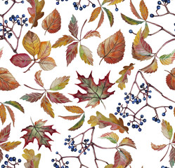 Autumn leaves with wild grapes, background. Autumn seamless watercolor pattern. fall