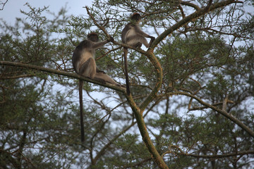 Red Colobus - Bigodi Wetlands - Uganda, Africa