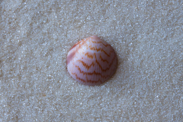 A shell isolated on white sand background.