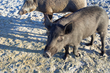Family of wild pigs walks on sea beach coast sands