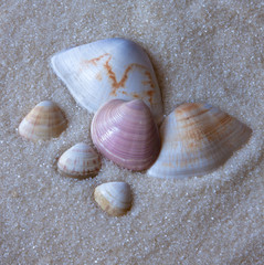 Close-up of shells isolated on white sand background.