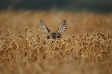 Roe deer male on the magical green grassland, european wildlife, wild animal in the nature habitat,...