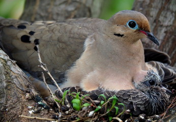 Mama Bird In the Nest With Her Babies