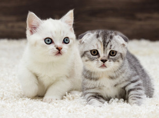 british straight kitten