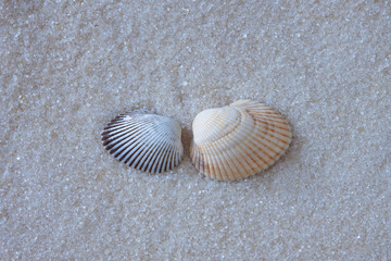 Seashells on sand as background.