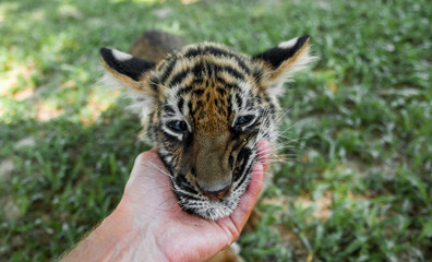 Naklejka premium small hand tiger cub