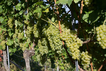 Weiße Weintrauben am Weinstock