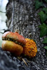 pumpkins in the branch of a tree