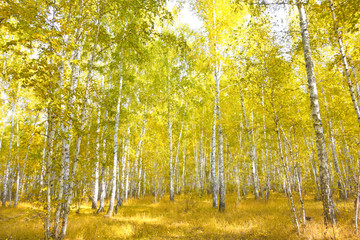 birch forest